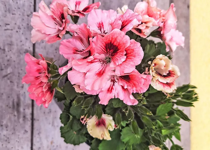 Apartament Waldfrieden By Interhome